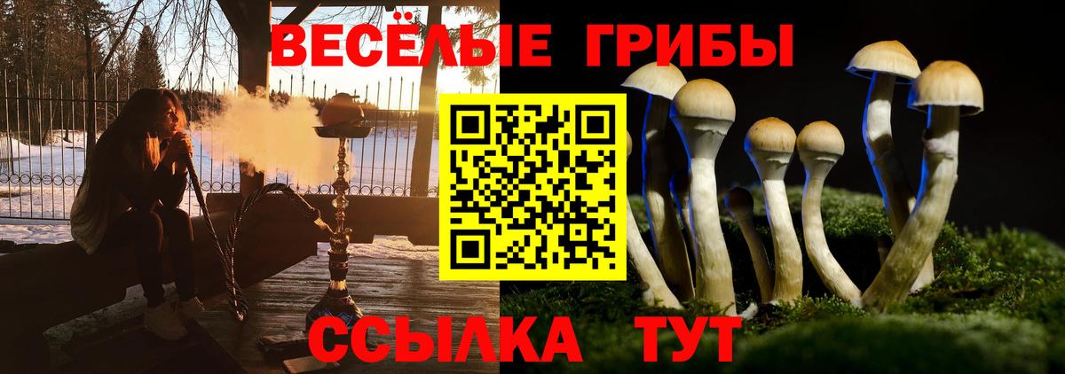 наркота  Галлюциногенные грибы Psilocybine cubensis  Вход с VPN  Лениногорск 